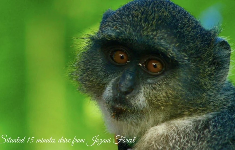 Unique Colobus Monkeys in Zanzibar Pictures