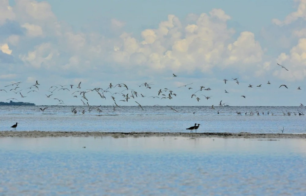 Sand Bank in Zanzibar Pictures