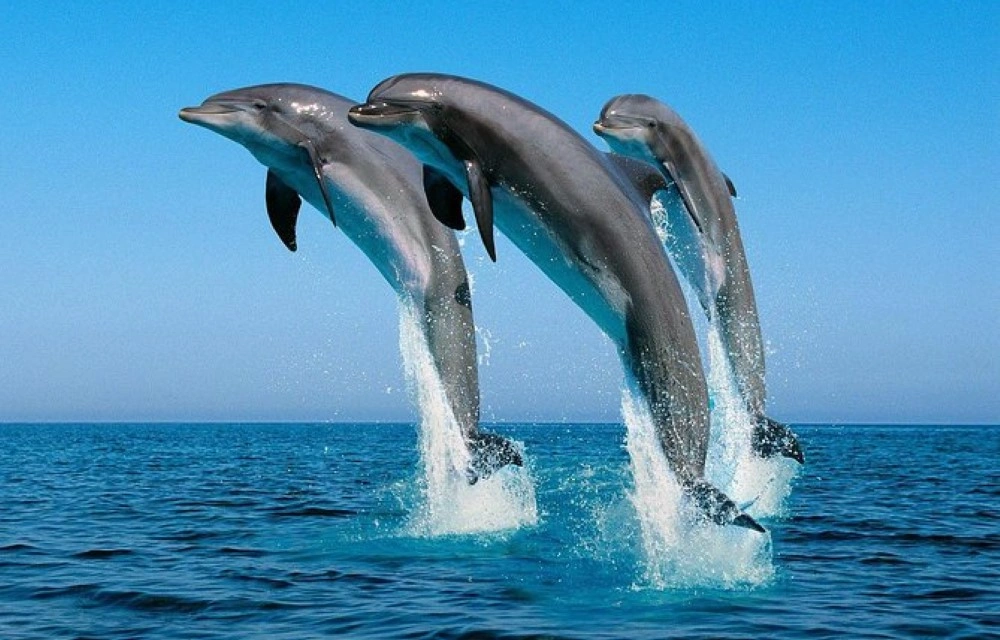 Dolphin Trip Mnemba Attol in Zanzibar Pictures