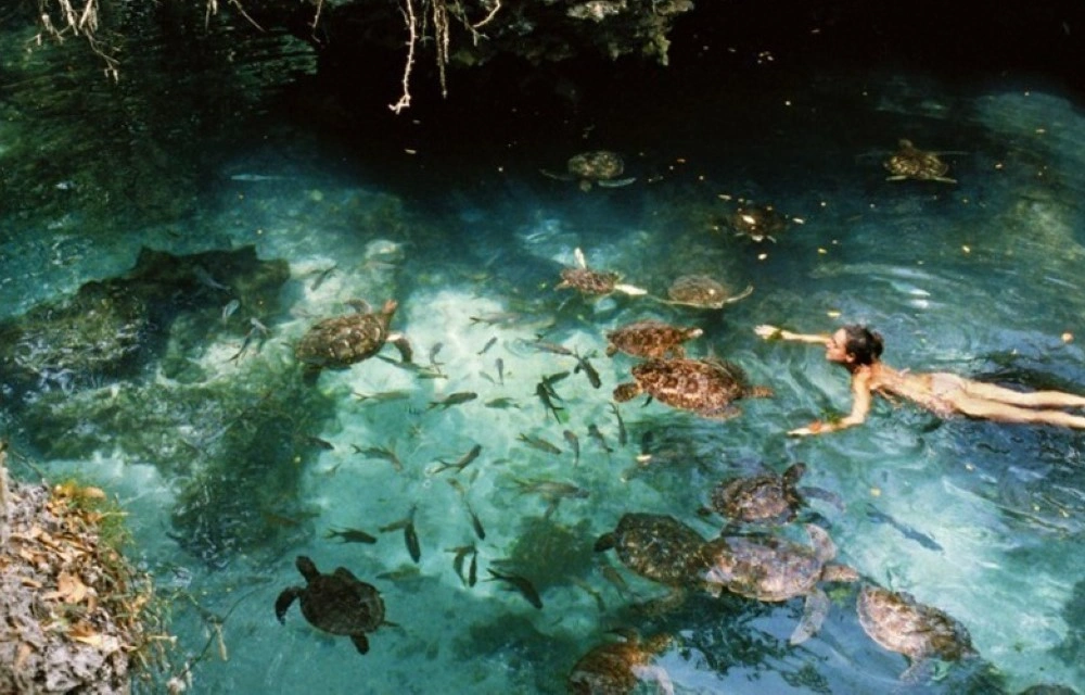Nungwi Aquarium Swim With Sea Turtles in Zanzibar Pictures