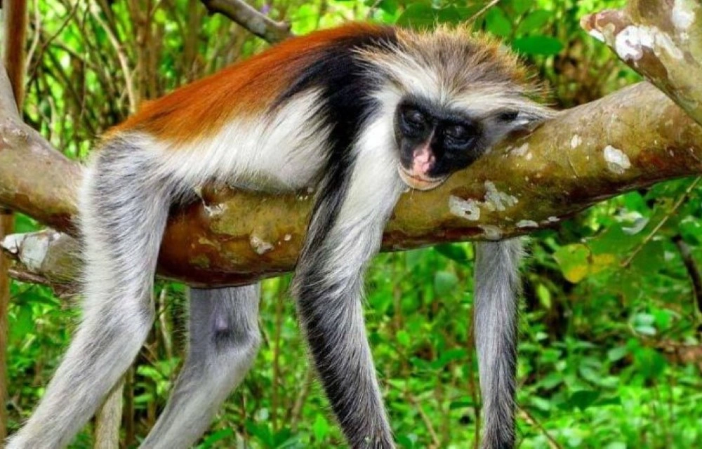 Jozani Forest Tour in Zanzibar Pictures